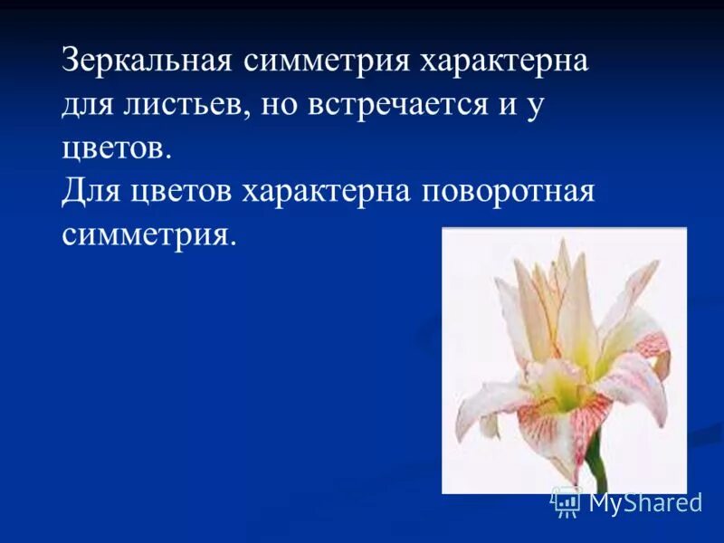 цветки характерны для. язычковые и ложноязычковые цветки. особенности строения покрытосеменных растений. цветки характерны для. цветки характерны для.