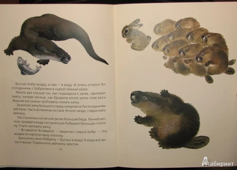 Каких страхов натерпелся листопадничек за долгую зиму. Соколов-микитов книги листопадничек. листопадничек иван микитов. листопаднички иллюстрация соколов микитов. научно познавательный материал соколова микитова листопадничек.