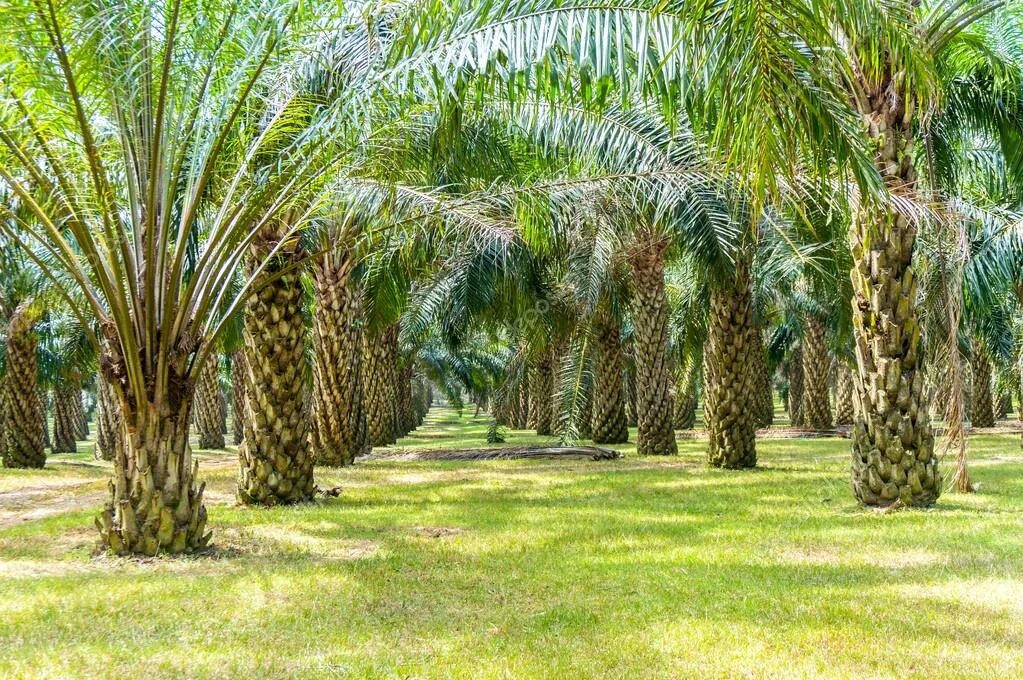 Пальма где растет природная зона. Плантации масличной пальмы. Масличная Пальма природная зона. Пальмовый лес Эльче. Плантации пальм в Малайзии.