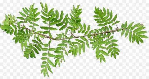 Branch plant