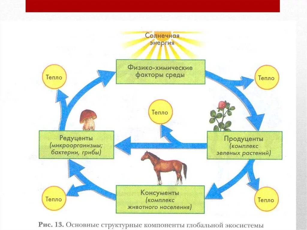 Экосистемы компоненты экосистем презентация. Круговорот веществ и энергии в биосфере схема. Схема биологического круговорота веществ и потока энергии. Биологический круговорот веществ в биосфере схема. Основные структурные компоненты экосистемы схема.