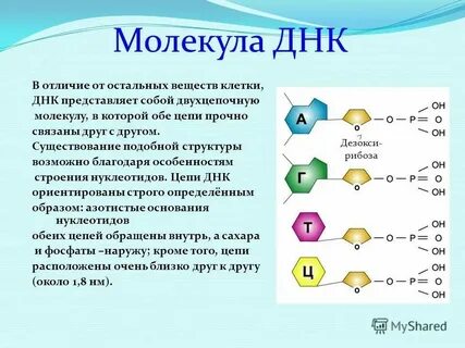 В молекуле днк содержится информация