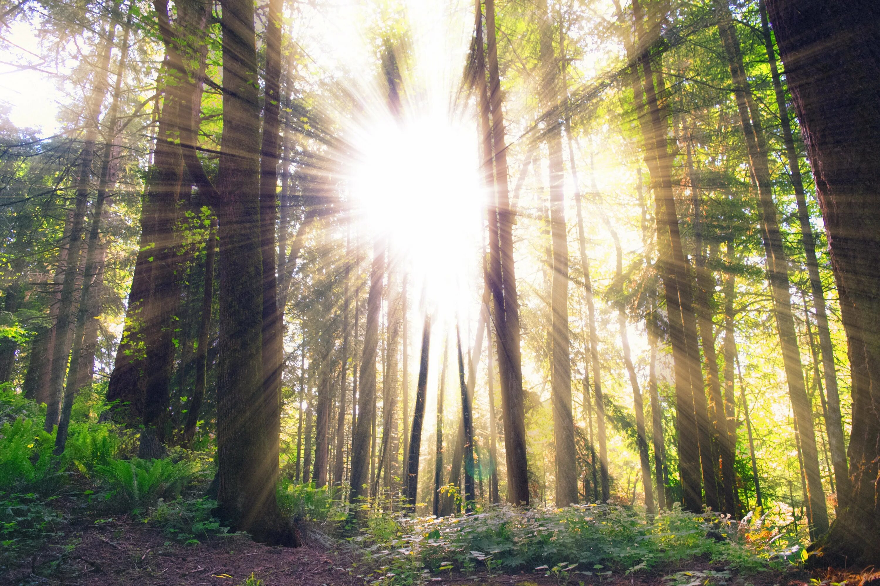 Весеннее солнце осветило землю. "Солнце в лесу". Лес Освещенный солнцем. Солнечный лес. Лучи солнца в лесу.