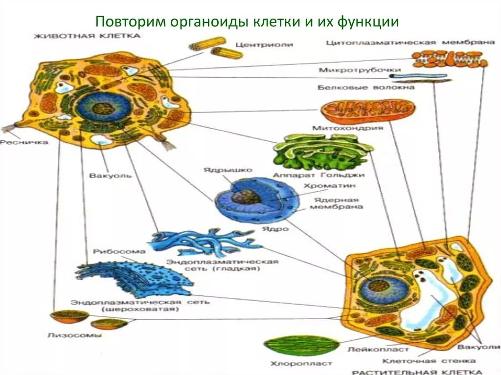 Строение органоидов клетки рисунки. Строение органоидов эукариотов.. Животная и растительная клетка строение рисунок с функциями. Строение растительной клетки органоиды. Органоидами клетки эукариотической являются