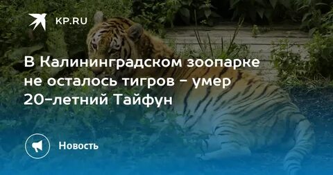Амурский тигр тайфун прогноз