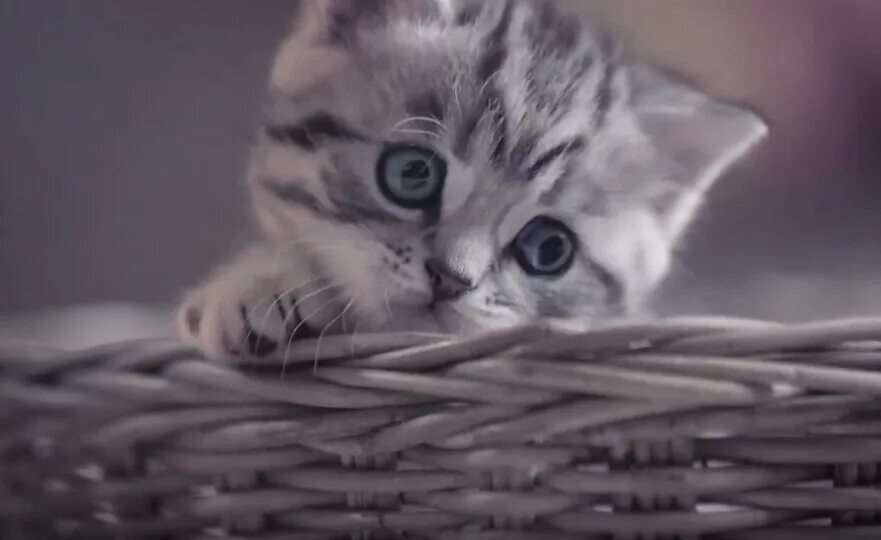 Музыка из рекламы вискас. Котенок из рекламы вискаса. Реклама вискас. Реклама с котенком. Любопытный котенок.