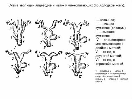 Типы плацент млекопитающих