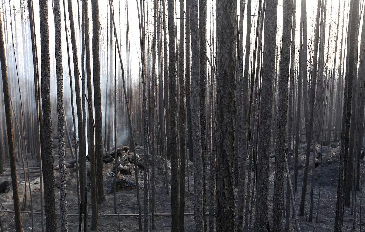 Горелый лес. Сибирский лес после пожара. Горелый лес в Якутии. Лес после пожара в Сибири. Лишить лесов