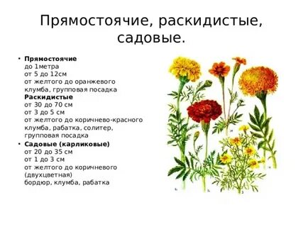 Бархатцы систематическая группа