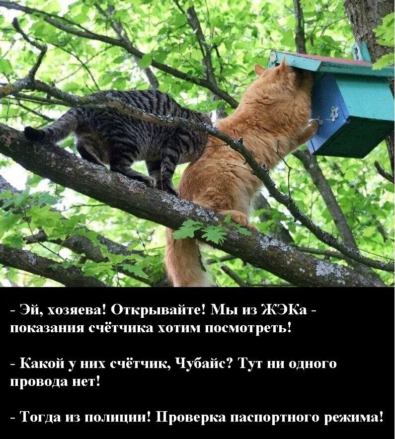 Сегодня я получил пятерку громко похвастался вася. Новоселье демотиватор. Новоселье смешные фото. Демотиваторы свежие. Демотиваторы смешные новые.