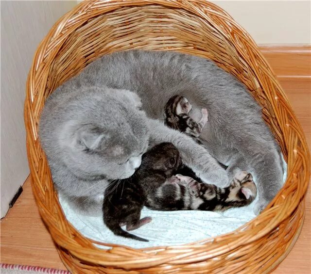 Сколько дней после рождения котята открывают глаза. Шотландские котята после рождения. Новорожденные котята вислоухие. Вислоухие котята после рождения. Новорожденные Шотландские котята.