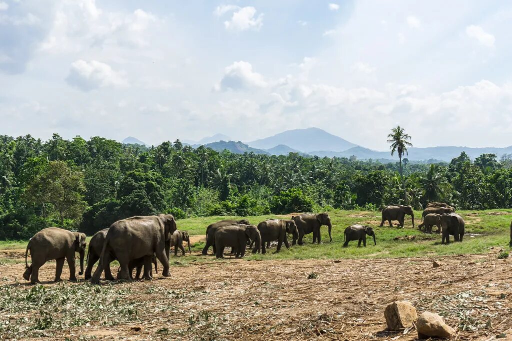 Пиннавела шри ланка. Шри Ланка приют Пиннавела. Слоновий питомник Шри Ланка Пиннавела. Приют для слонов Шри Ланка. Приют для слонов Пиннавела Шри-Ланка.
