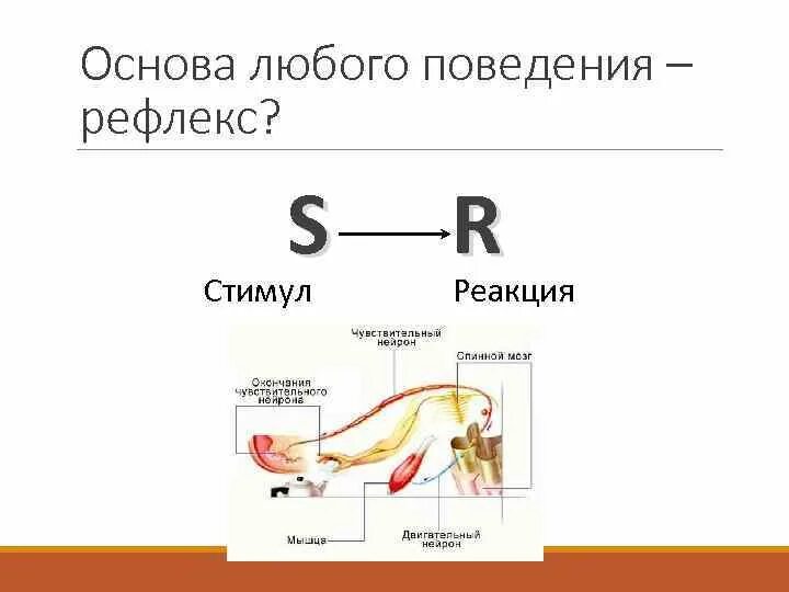 Между стимулом и реакцией. Стимул реакция. Стимул-реакция бихевиоризм. Поведение стимул реакция. Схема стимул реакция.