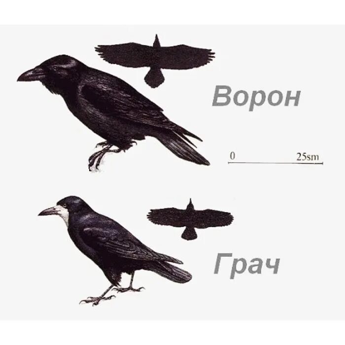 Как отличить грача. Отличие ворона от Грача. Ворон ворона Грач отличия. Как отличить ворону от Грача. Ворона и Грачи различия.