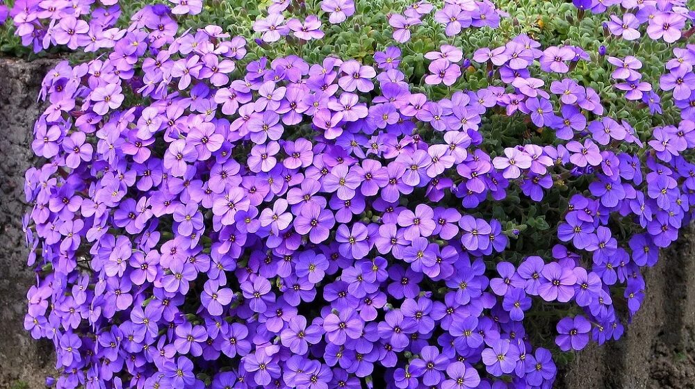 Обриета пурпурный каскад гавриш. Обриета уход в открытом грунте. Обриета многолетняя кэмпбелл. Обриета уход в открытом грунте. Примула обриета.