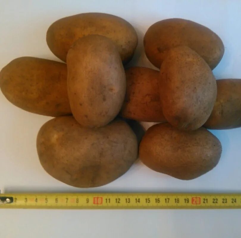 Картофель сорт скарб описание сорта. Картофель сорт скарб описание сорта фото. Сорт картофеля янка. Белорусский сорт картофеля скарб. Семенной картофель скарб.