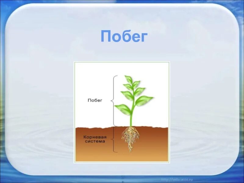 1 побег это часть корня. Корень и побег. Побег и корневая система. Корень и побег растения. Строение корня и побега.