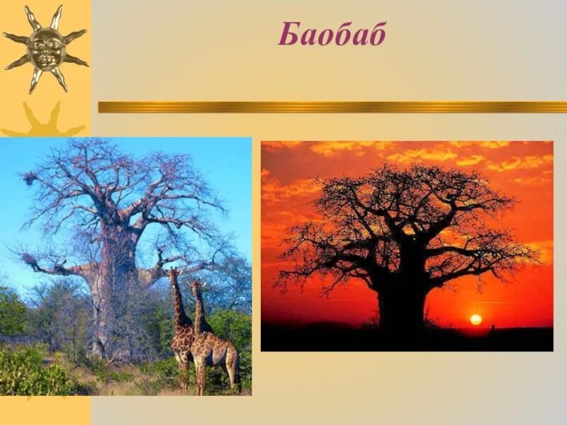 Для какой природной зоны характерно дерево баобаб. Баобаб природная зона. Баобаб в какой природной зоне. Природная зона баобаб на карте. Загадки про баобаб.