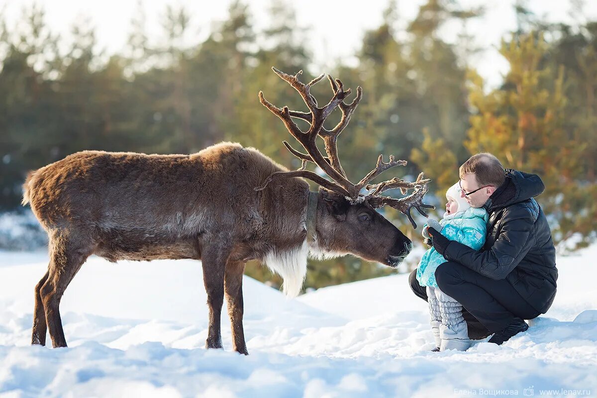 Семейная фотосессия с северным оленем. Гладит оленя. Косуля девушка. Семья северных оленей. Гладит животное.