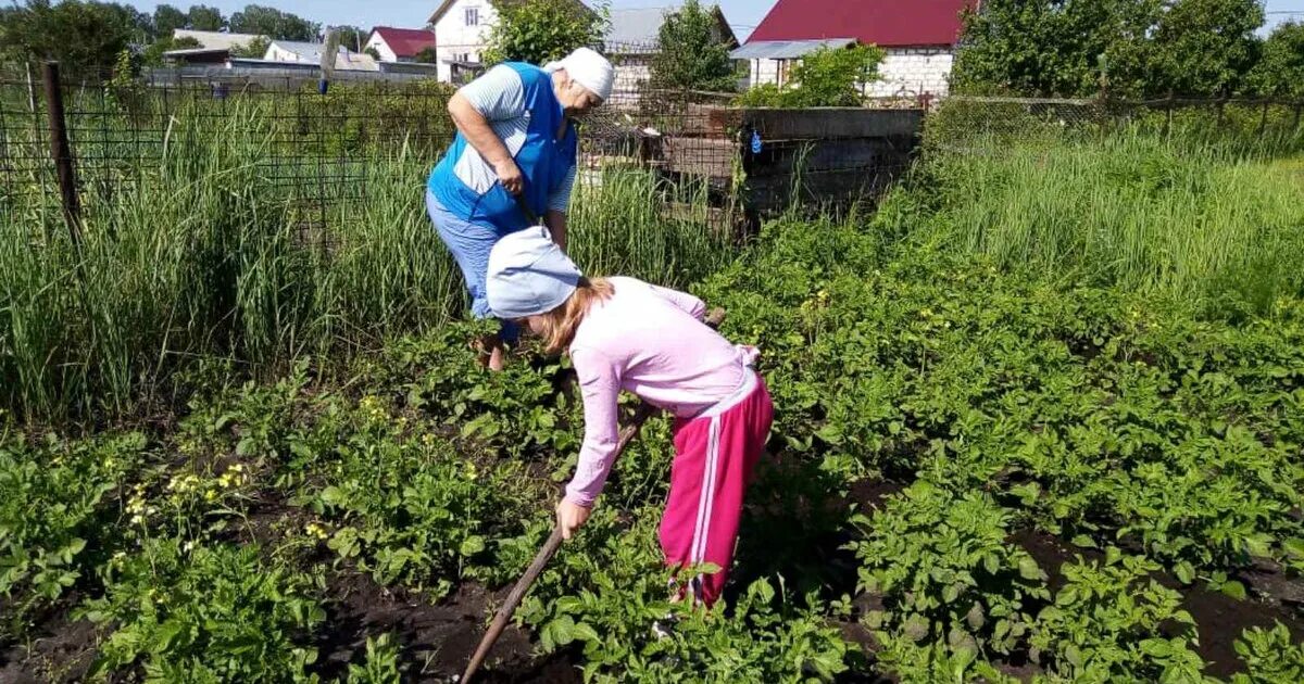 Прополка огорода. Пенсионеры на даче. Полоть грядки. Бабушка в огороде.