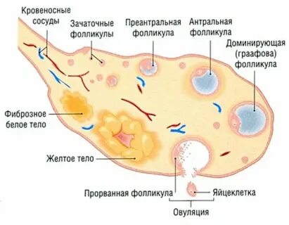 Антральные фолликулы что это
