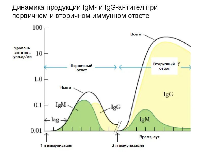 Динамика образования антител микробиология. Динамика антител при первичном и вторичном иммунном ответе. Динамика образования IGM И IGG антител. Динамика образования антител первичный и вторичный.