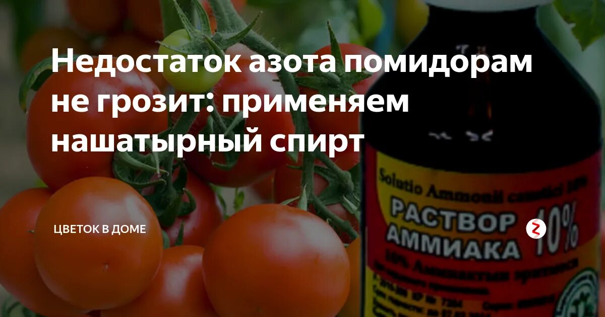 Подкормка томатов аммиаком. Аммиак для томатов. помидоры подкормка аммиаком.