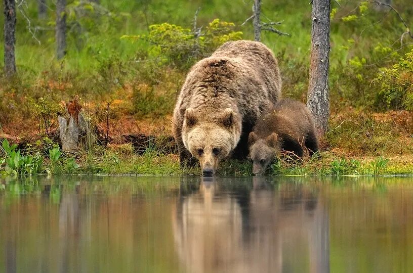 Медведица в болоте. Бурый медведь альбинос джоуи. Медвежье болото. Болотный медведь. Медведь бурый семейство медвежьи.