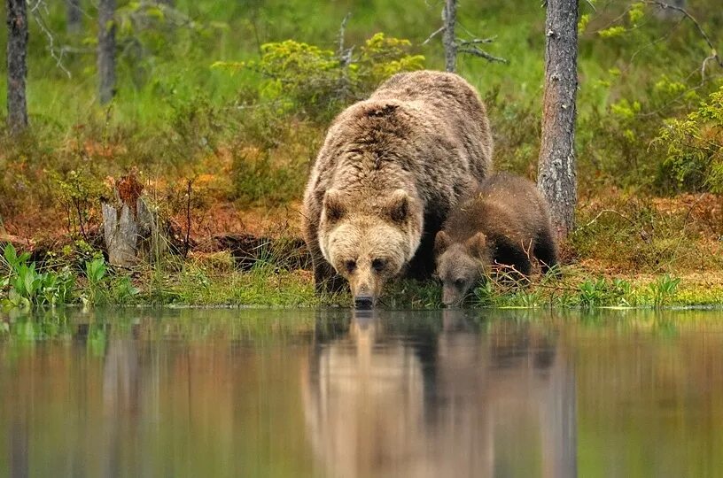 Медведи в болоте. Медведь на водопое. Бурый медведь в тайге. Медвежонок в тайге. Медведь в тайге.