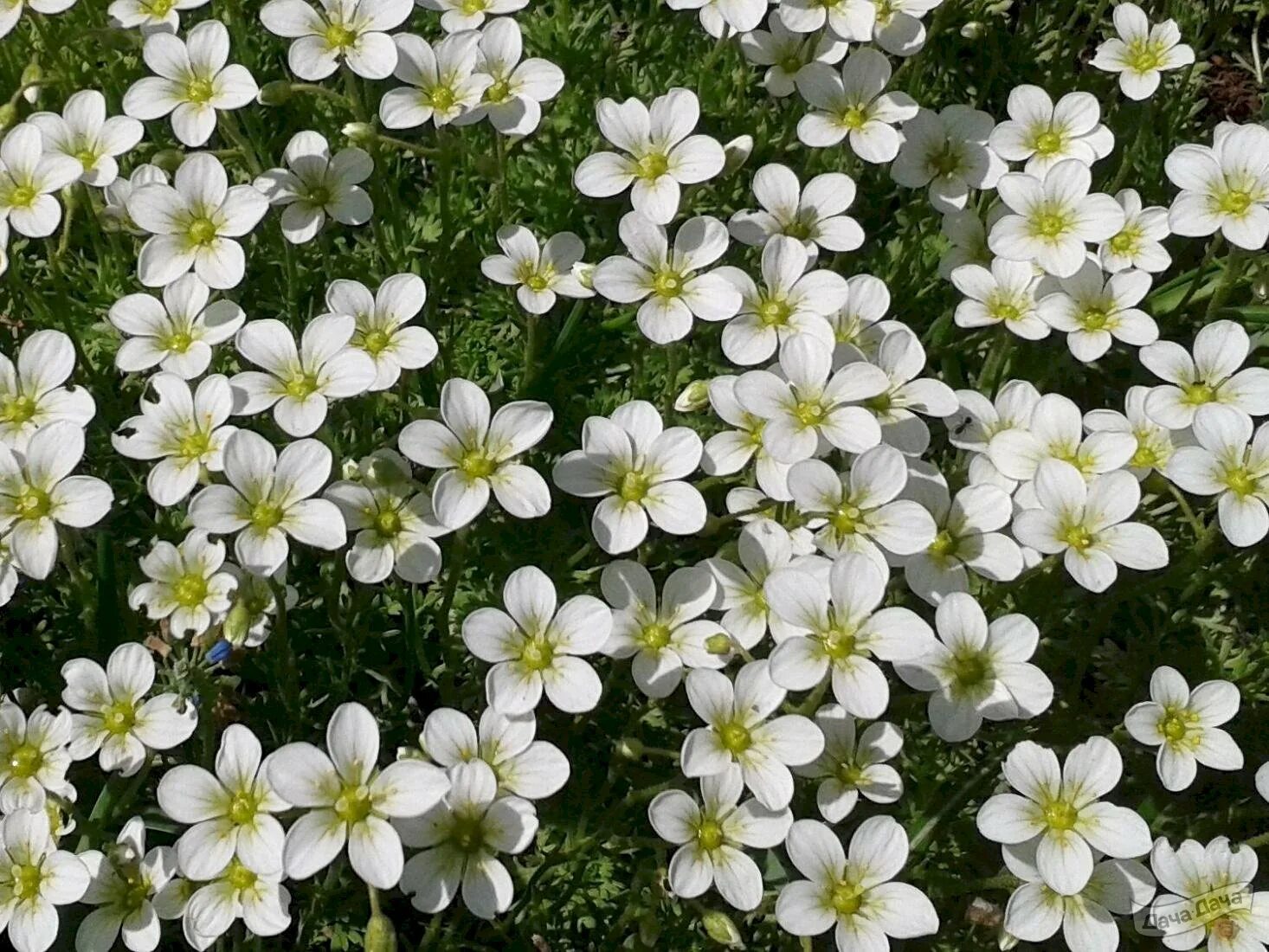 Камнеломка цветок описание. Камнеломка метельчатая Saxifraga. Камнеломка метельчатая Saxifraga paniculata. Камнеломка Колхидская. Камнеломка белая.