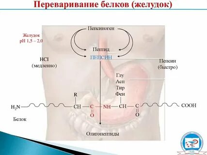 Переваривание в желудке биохимия