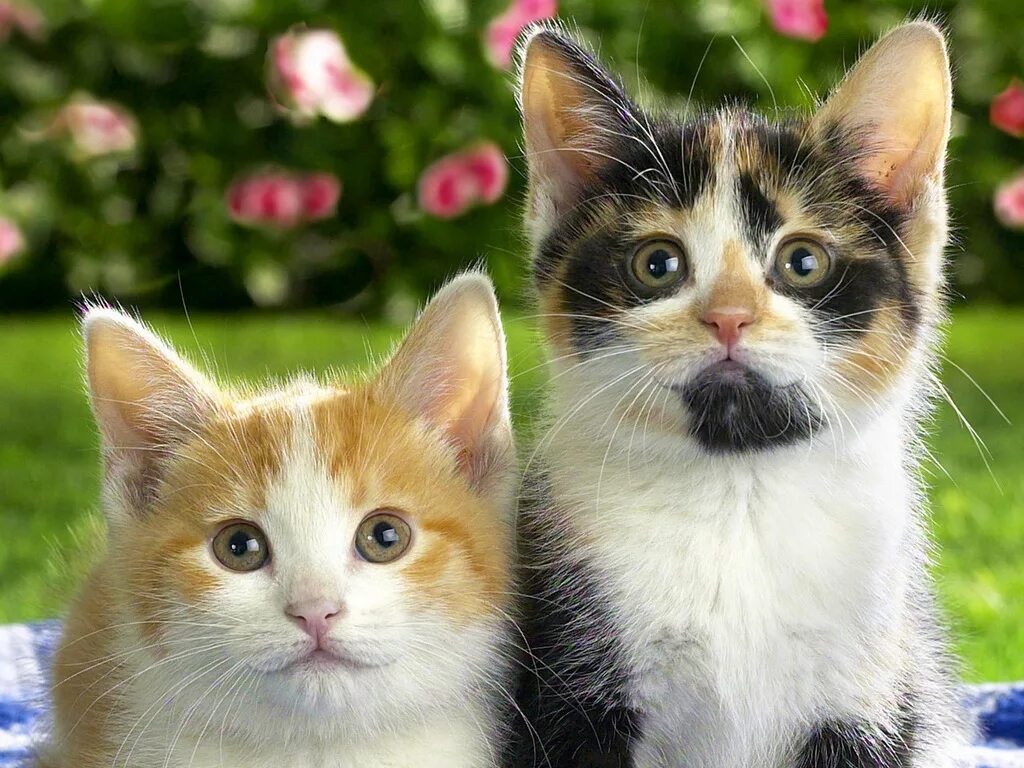 Три пестрой. Милые коты. Кошки маленькие красивые. Разноцветные котята. Кошка с котятами.