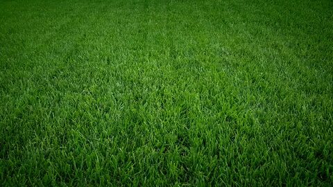 Grass 7