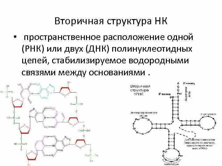 Вторичная цепь днк. Вторичная структура ДНК биохимия формула. Первичная и вторичная структура РНК. Первичная структура ТРНК формула. Вторичная структура РНК биохимия.