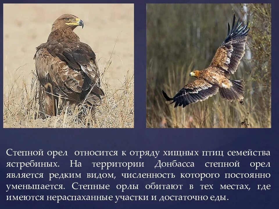 Степной орел сообщение 4. Степной орел доклад. степной орел 4 класс окружающий мир. степной орел занесен в красную книгу. рассказ о степном орле.