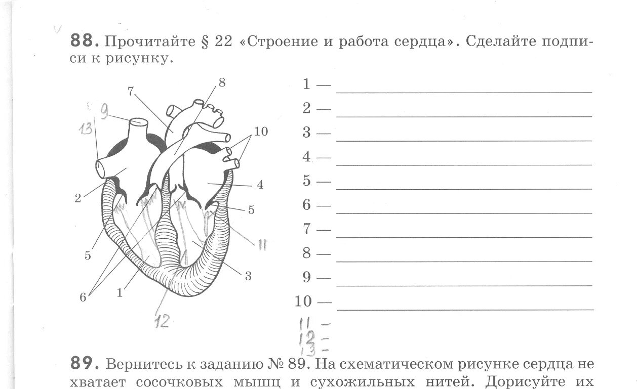 На рисунке изображено строение сердца. Рис 35 строение сердца. Строение сердца человека схема 8 класс. Схема строения сердца человека с подписями. Строение сердца человека рис 41.