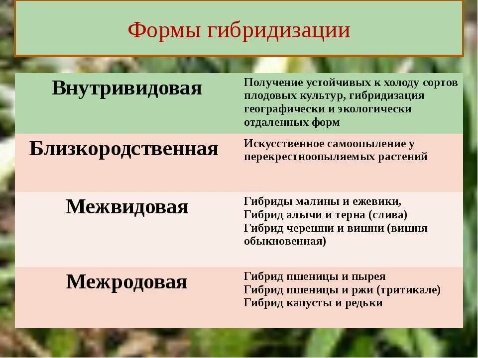 Суть метода гибридизации. Виды гибридизации в биологии. Внутривидовая гибридизация примеры. Гибридизация в селекции растений. Гибридизация примеры.