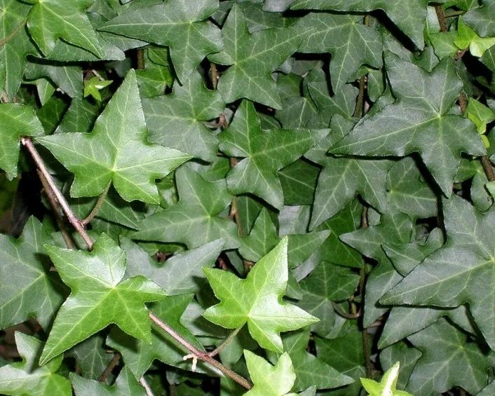 Плющ крымский. Hedera helix alaska. Плющ крымский. Плющ крымский. Плющ крымский.