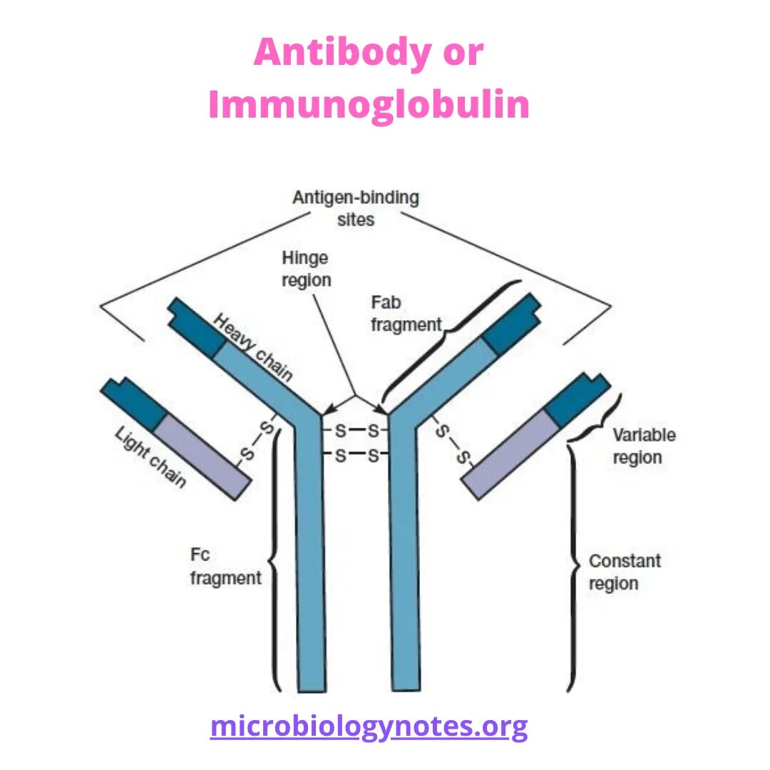 Иммуноглобулин 300. Antibody structure. Антиген антитело. Immunoglobulin sinirlari g. Antibody diversity.