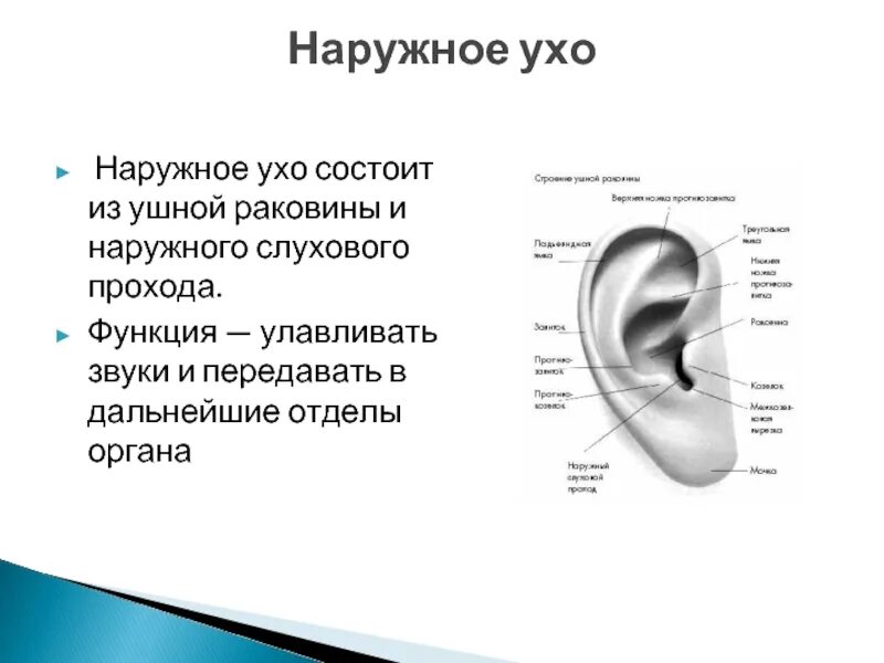 Строение ушной раковины наружного уха. Наружное ухо строение и функции анатомия. Наружное ухо ушная раковина функции. Строение наружной слуховой раковины.