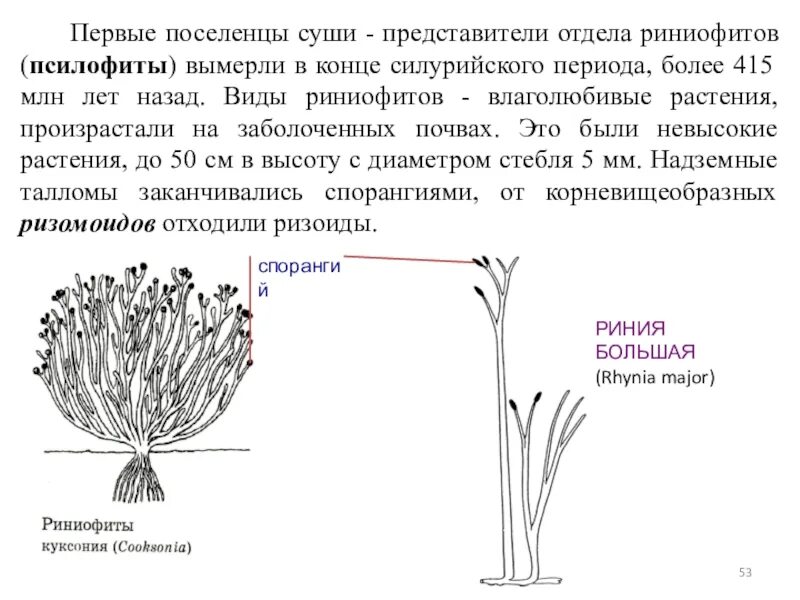 Сухих 5 класс. Псилофиты и риниофиты. Риниофиты переходная форма между. Риниофиты и сосудистые растения. Риниофиты вымершие растения.
