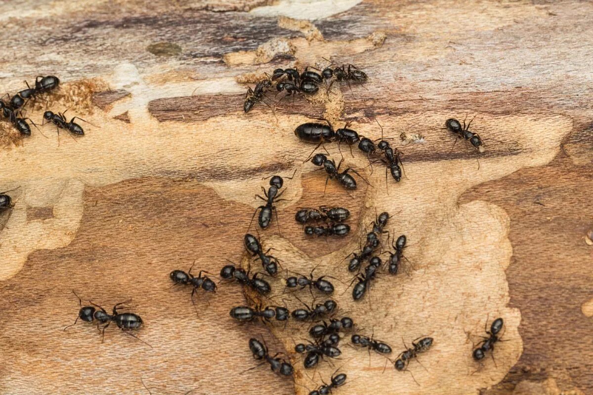 Муравей древоточец. Camponotus Vagus (чёрный муравей-древоточец).. Муравей древоточец и дерево. Осы древоточцы.