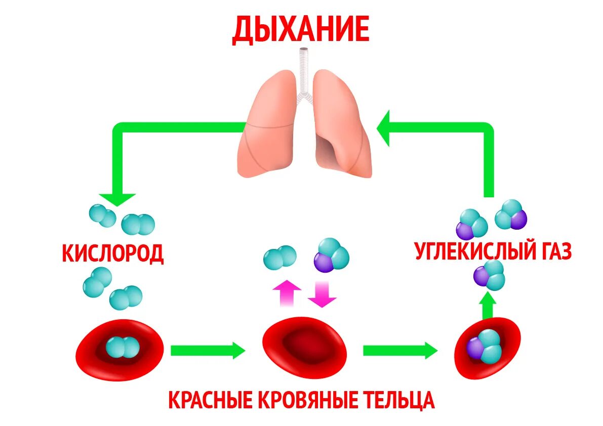 Схема процесса дыхания. Углекислый ГАЗ В организме человека. Схема поступления кислорода в организм человека. Углекислота в организме человека. Последовательность этапов движения кислорода