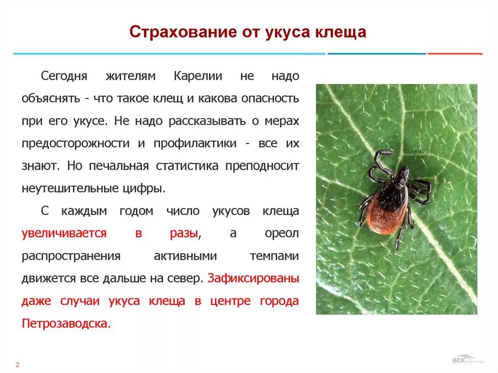 Страховка от клеща. Клещ страхование. Страхование от укусов клещей. Программа антиклещ