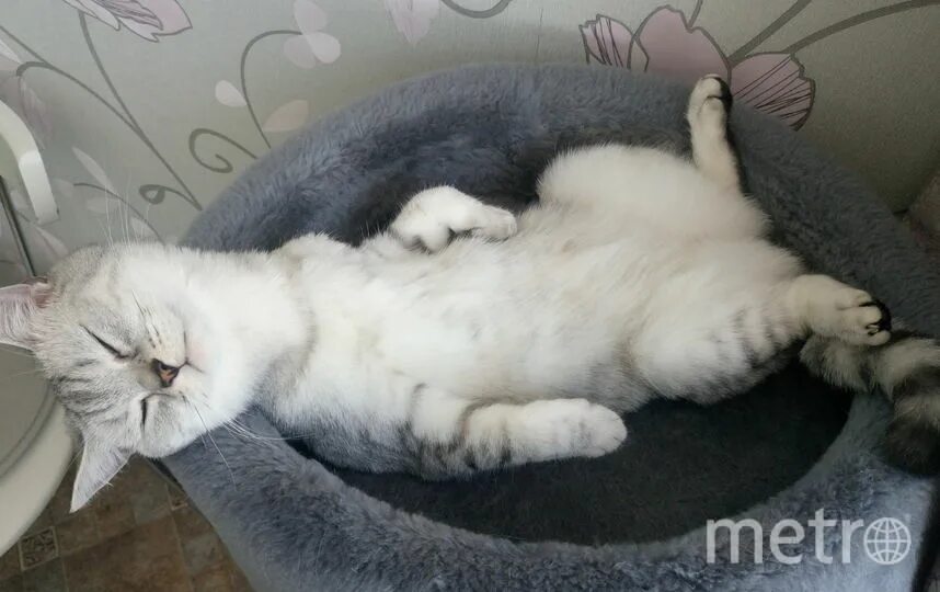 шапочка для мытья кошек. кошка моется. мокрая кошка фото. кошку моют. купание кошки.