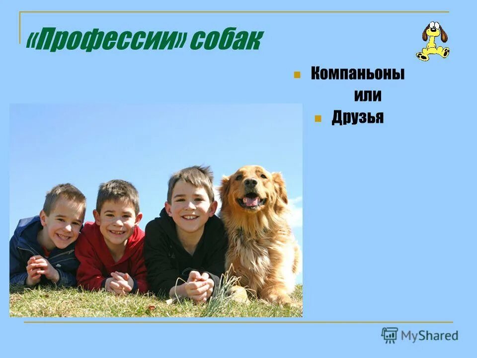 служебные собаки профессии. собачьи профессии. загадки по породам собак. собаки по профессии. профессии собак презентация.