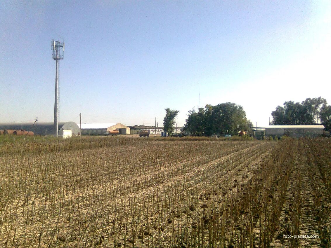 Красногвардейский район село зерновое. Золотая Нива село Родыки. Село Родыки Красногвардейского района. Золотая Нива Ставропольский край Красногвардейский район.