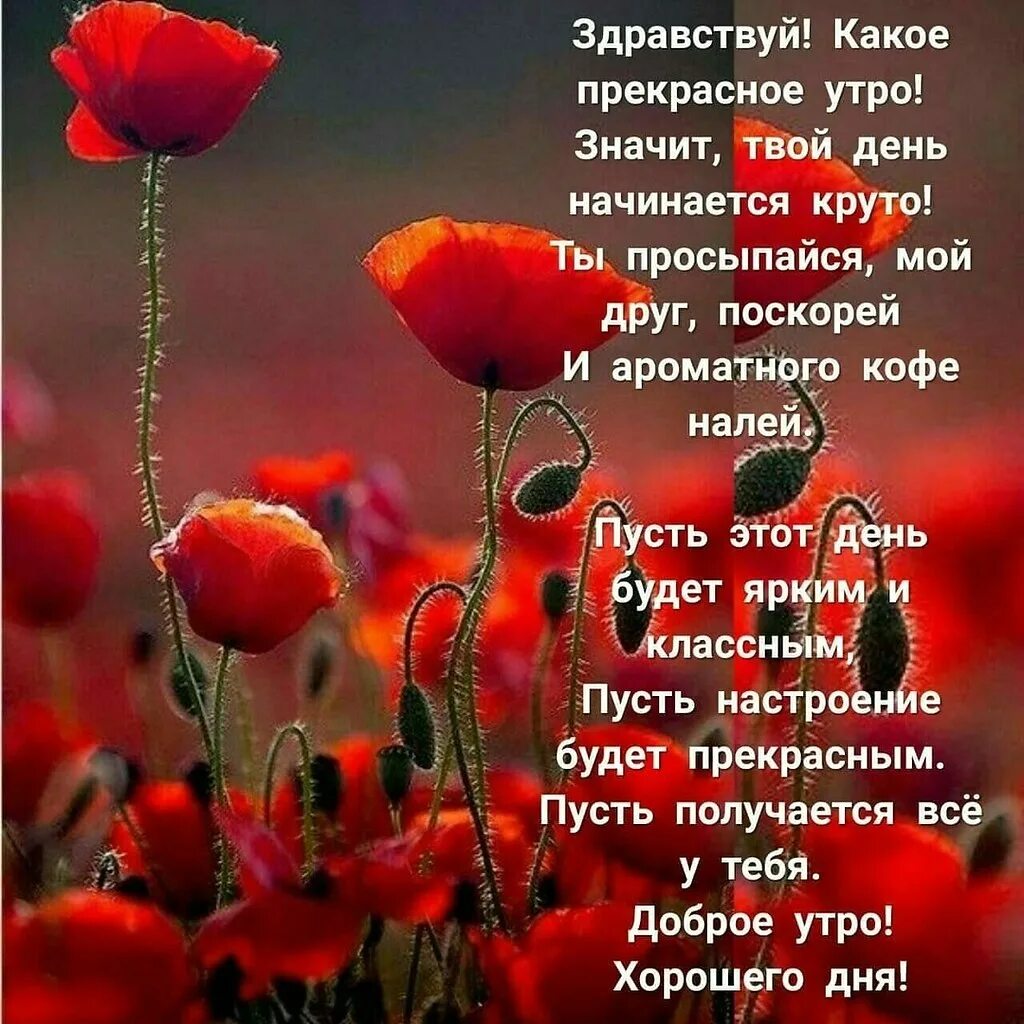 Доброе утро пусть все сложится. Здравствуй новый день стихи. доброе утро прекрасному человеку. здравствуй утро стихи. стихи с добрым утром хорошему человеку.