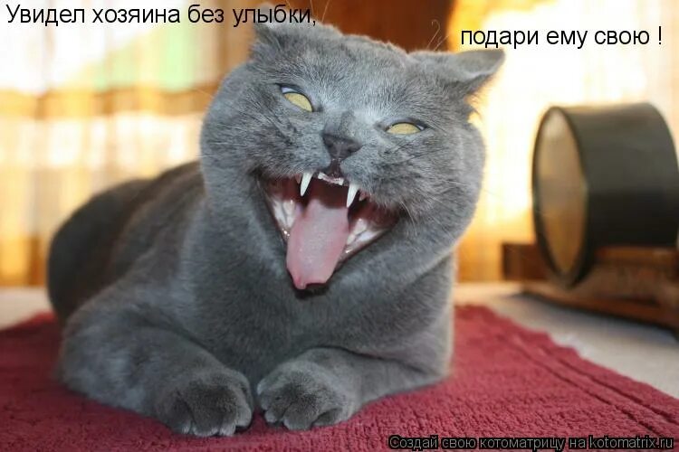 Отдохнув он собрался уходить. Приколы про котов и хозяев. Анекдоты про собак смешные. Кот хозяин жизни. Пес встречает хозяина.