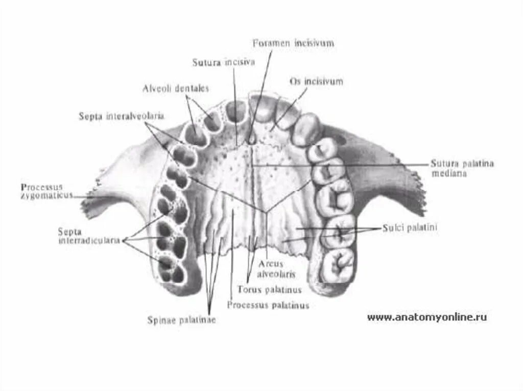 Гребень латынь. Небный отросток верхней челюсти анатомия. Верхняя челюсть анатомия строение вид снизу. Носовой отросток верхней челюсти анатомия. Строение небного отростка верхней челюсти.